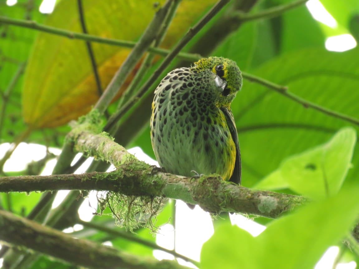 Speckled Tanager photographed in Buenaventura!
